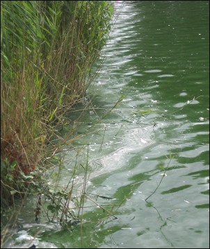 Water at Apex has a vivid green colour