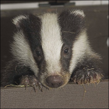 badger-350.jpg