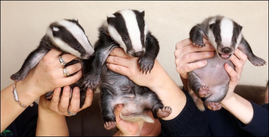 badger-preview-1.jpg