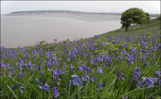 bluebells-brean-down-6.jpg