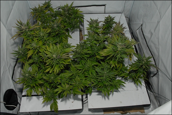 cannabis-plants-550.jpg