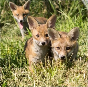 Fox clubs (photo Victoria Hillman)