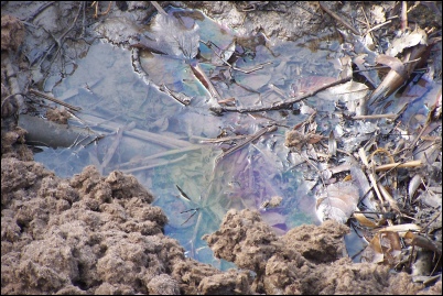 The multi-coloured hue of diesel oil could be seen at the water's edge
