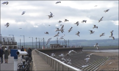 Seagulls in Burnham-On-Sea