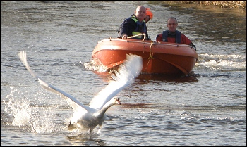 swan-rescue-2.jpg