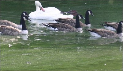 Birds at the lake seem unconcerned by the algae