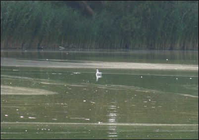 A blue-green film of algae can be seen on the lakes