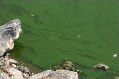 The blue-green algae is thick and brightly coloured in several places