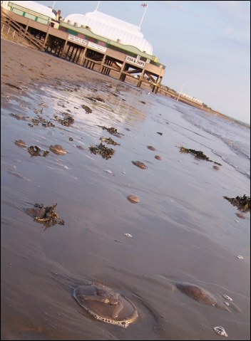 Jellyfish in front of Burnham-On-Sea's Pier