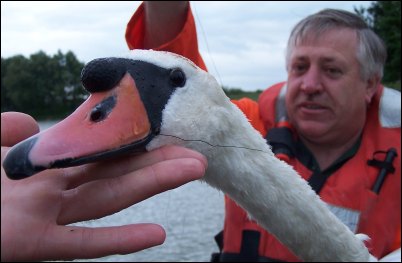 The injured swan with fishing line hanging from its mouth