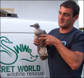 Secret World's Simon Kidner with an injured seagull in Pier Street, Burnham earlier in July