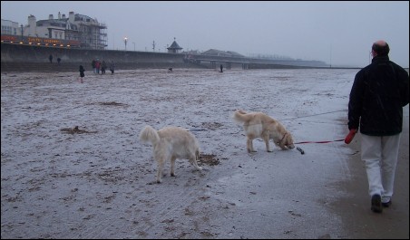 Dogs enjoy an icy walk along the white beach