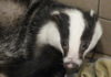 Badger rescued by Secret World Wildlife Rescue