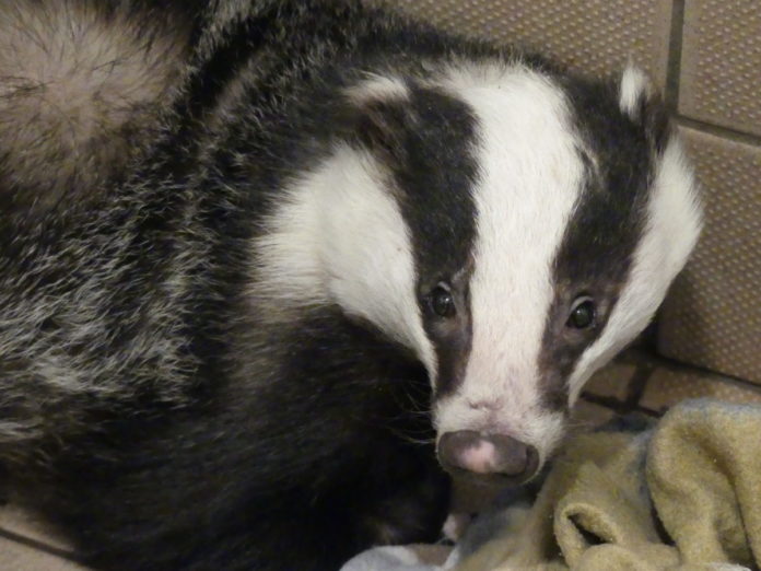 Badger rescued by Secret World Wildlife Rescue