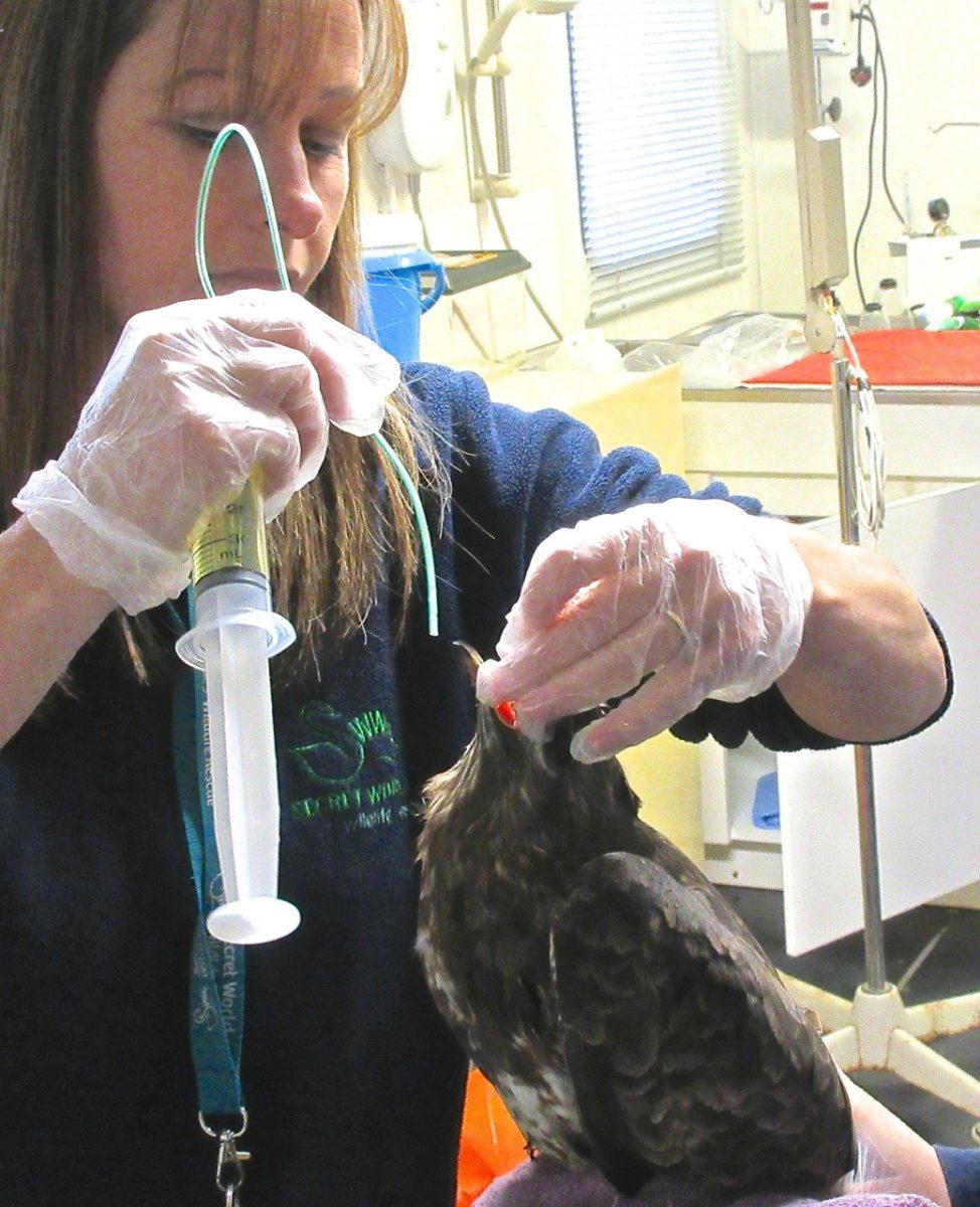 Emily Redman giving the buzzard rehydration fluids after its ordeal