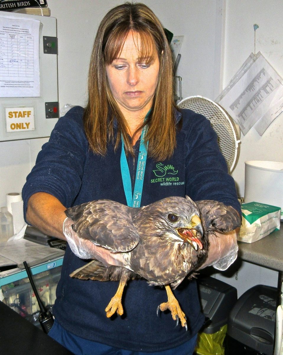 Emily Redman, an animal carer at Secret World. After Secret World Wildlife managed to rescue a stranded buzzard 20 feet from the ground, it was taken back to their animal centre in East Huntspill, Somerset for assessment