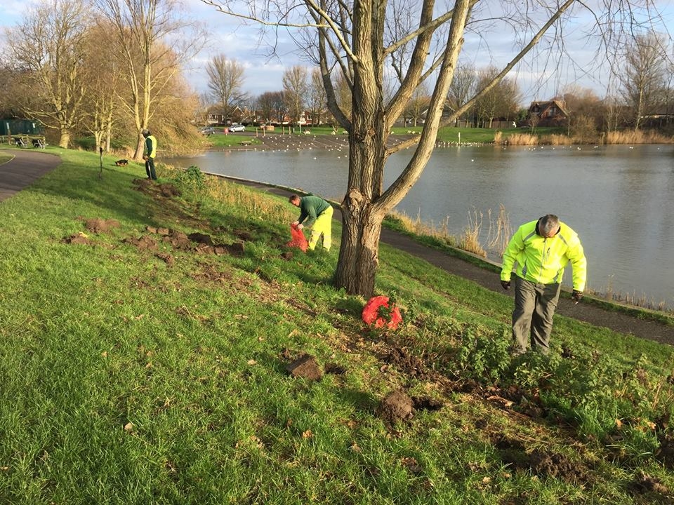 apex park bulb planting