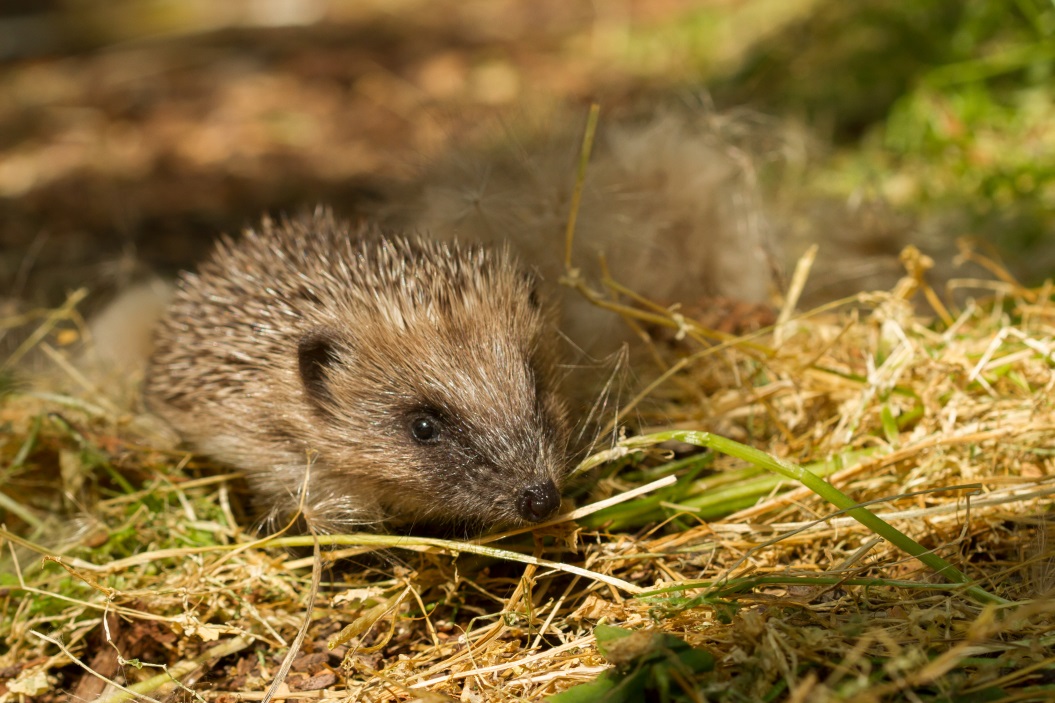 hedgehog