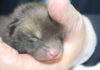 Fox cub rescued y Secret World Wildlife Rescue Centre