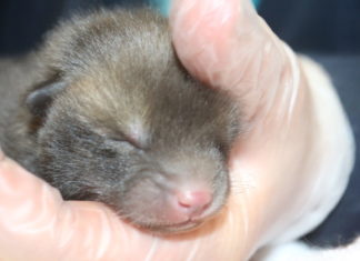 Fox cub rescued y Secret World Wildlife Rescue Centre