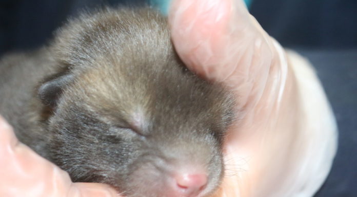 Fox cub rescued y Secret World Wildlife Rescue Centre