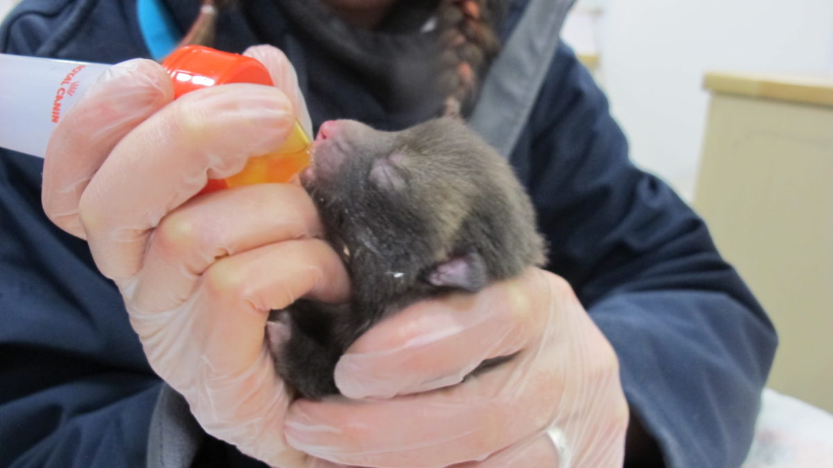 Fox cub rescued y Secret World Wildlife Rescue Centre 