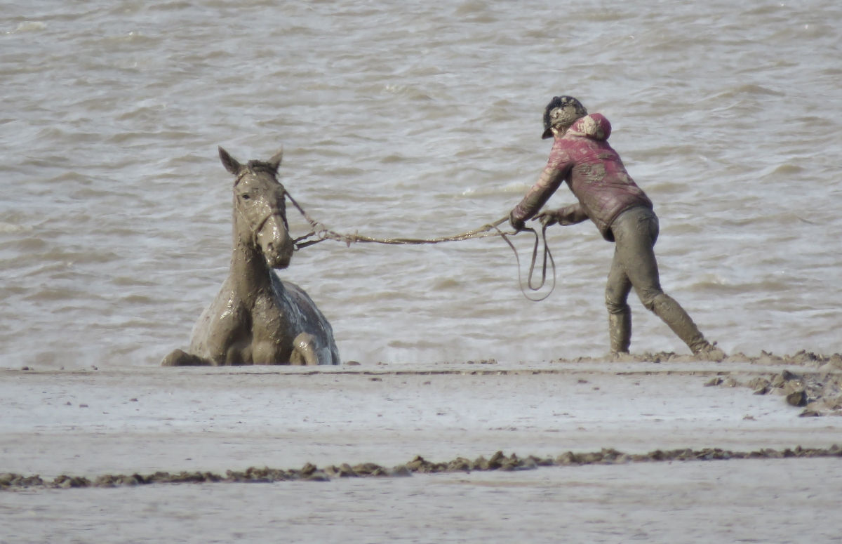 Horse rescue from mud on Burnham-On-Sea beach