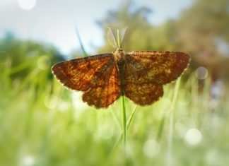 moth walk