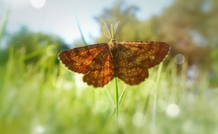 moth walk