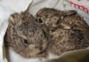 Tiny leverets rescued by Secret World Wildlife Rescue near Burnham-On-Sea