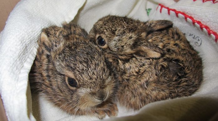 Tiny leverets rescued by Secret World Wildlife Rescue near Burnham-On-Sea