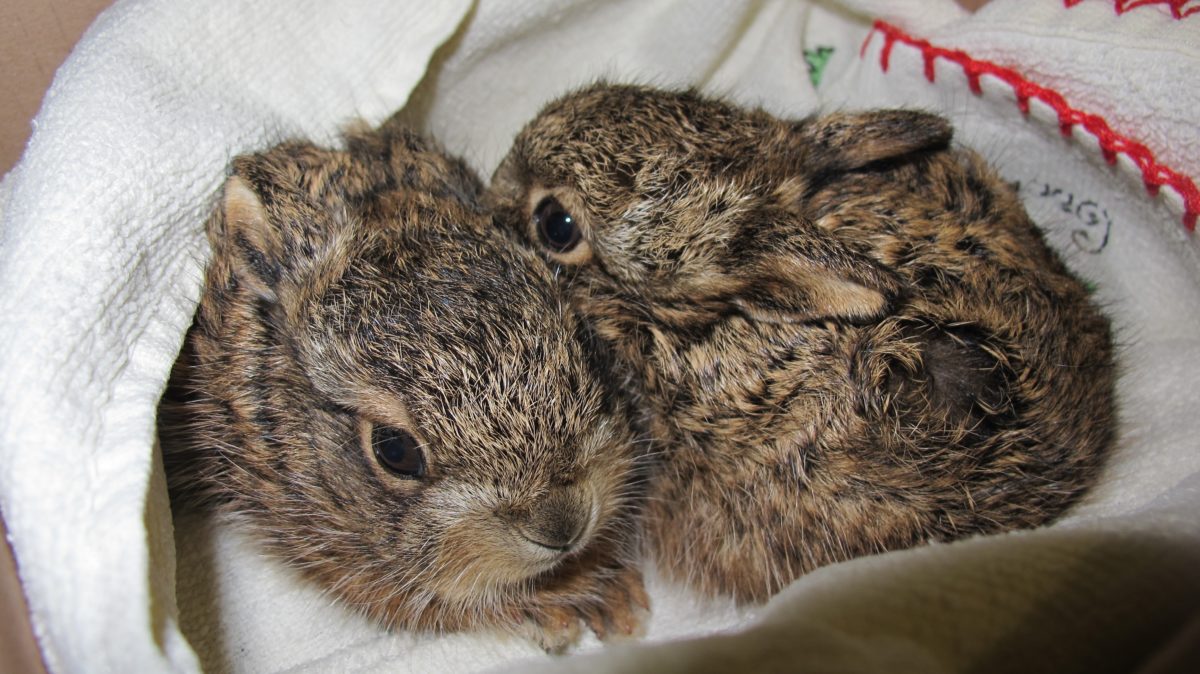 Tiny leverets rescued by Secret World Wildlife Rescue near Burnham-On-Sea