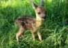 deer rescued by secret world wildlife rescue