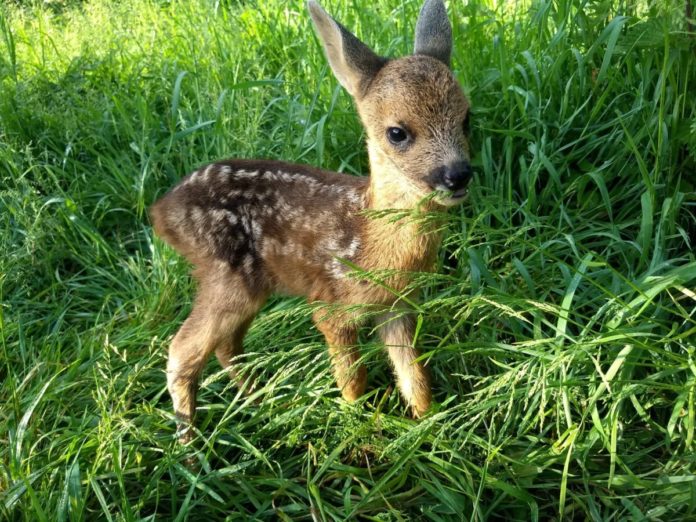 deer rescued by secret world wildlife rescue