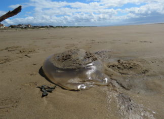 jellyfish Brean beach