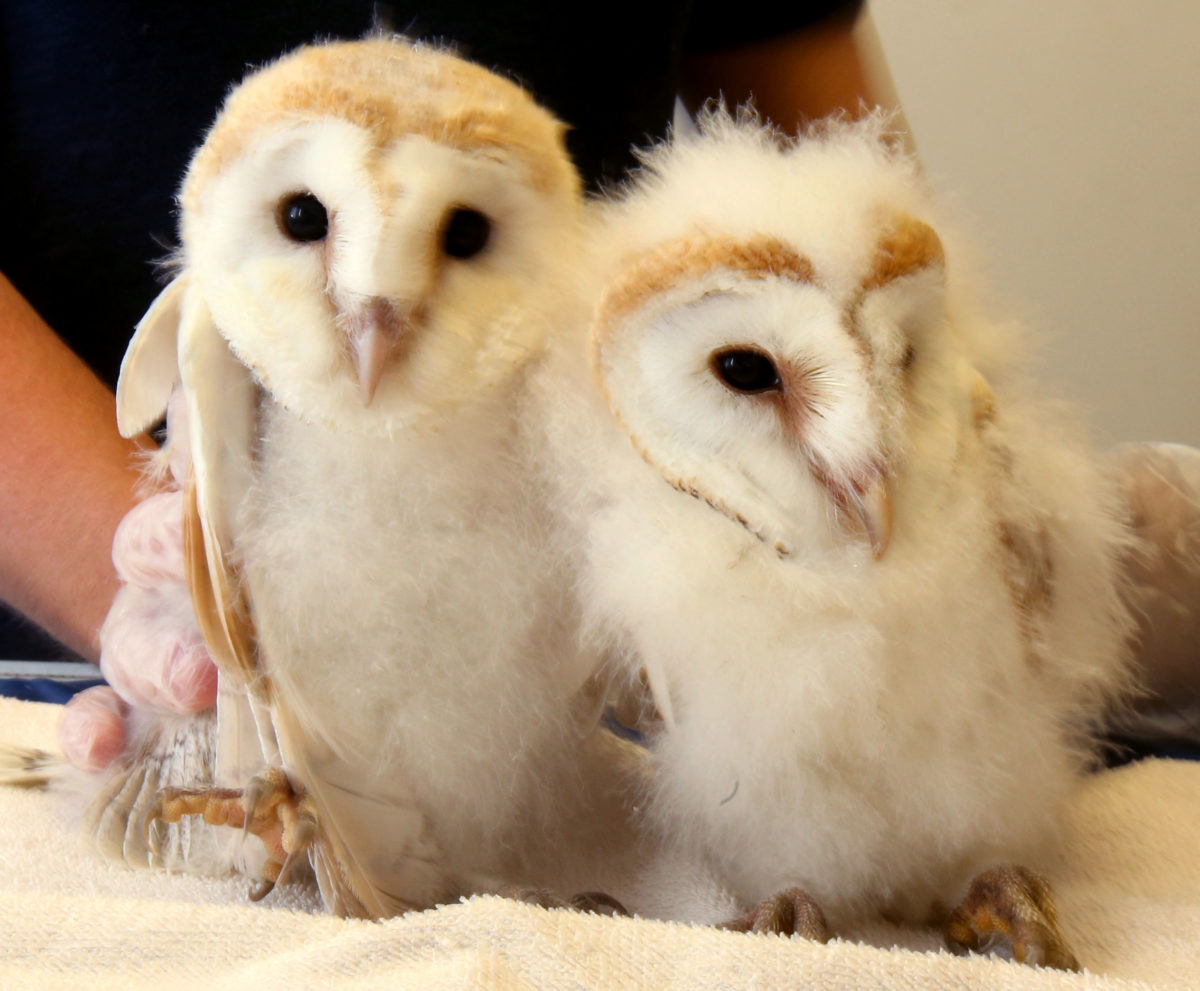 Secret World Wildlife Rescue Centre owls
