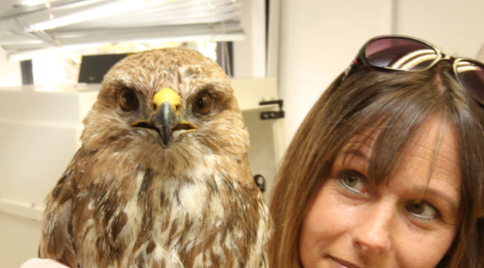 Secret World Wildlife Rescue