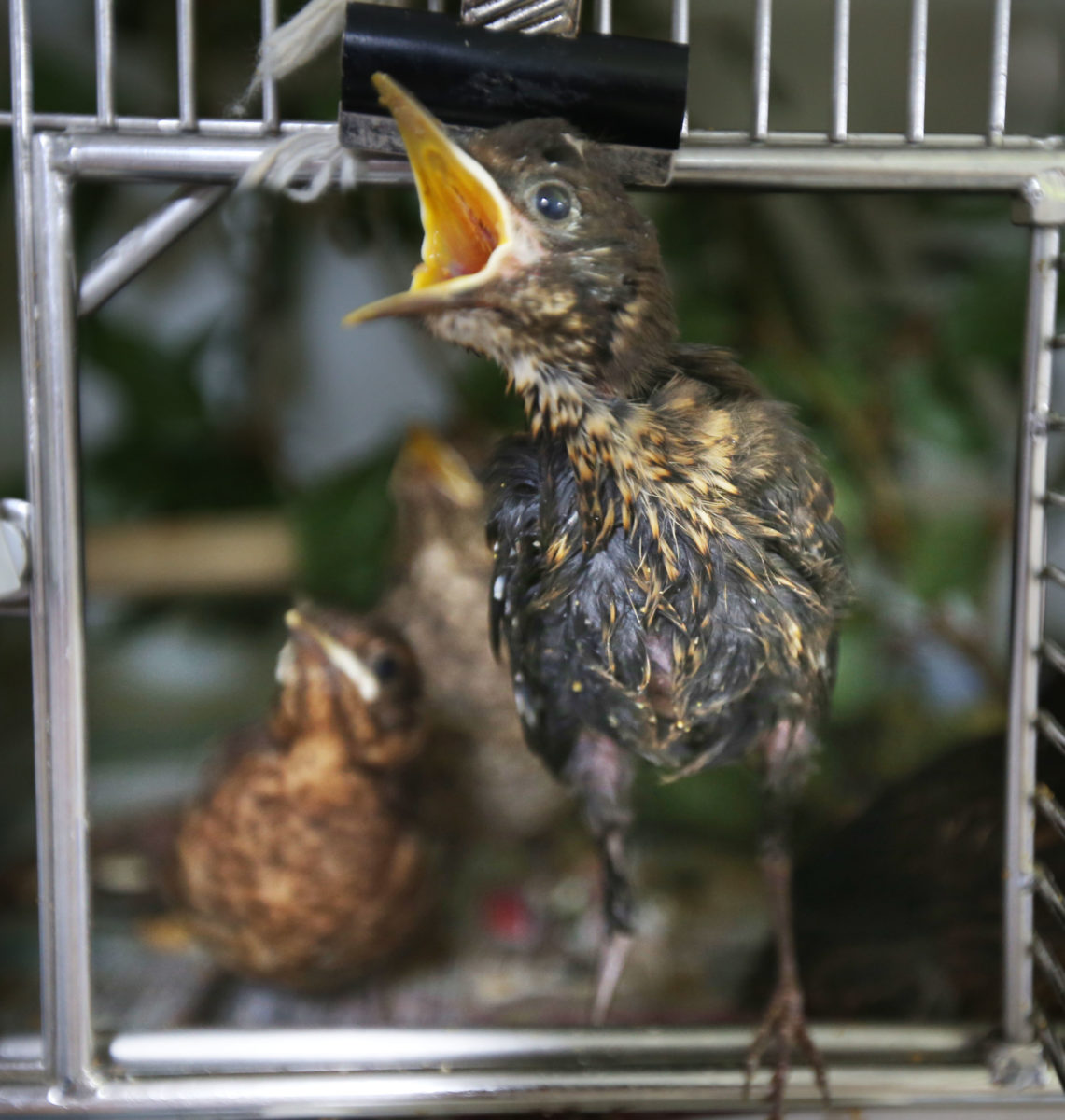 Secret World Wildlife Rescue Centre blackbirds