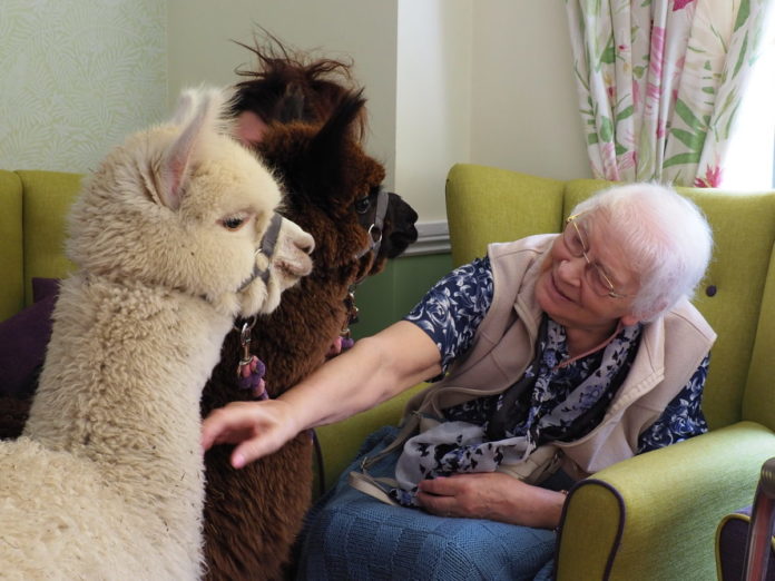Alpacas visit Burnham-On-Sea Towans Care Home
