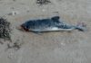 Young male porpoise at Brean beach