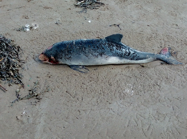 Young male porpoise at Brean beach