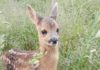 Deer rescued by Secret World Wildlife Rescue Centre near Burnham-On-Sea