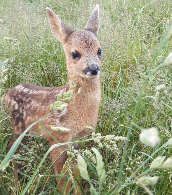 Deer rescued by Secret World Wildlife Rescue Centre near Burnham-On-Sea