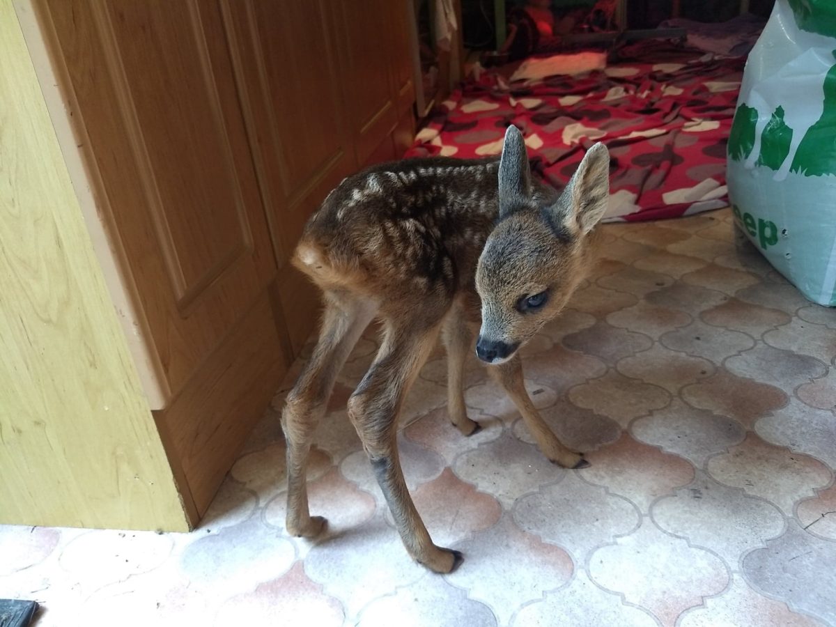 Deer rescued by Secret World Wildlife Rescue Centre near Burnham-On-Sea