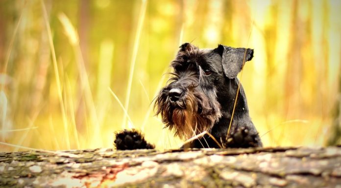 Schnauzerfest Brean beach near Burnham-On-Sea