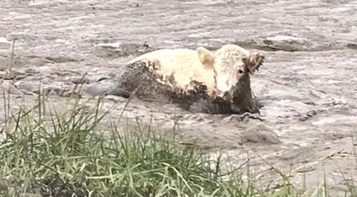 Burnham-On-Sea cow rescue