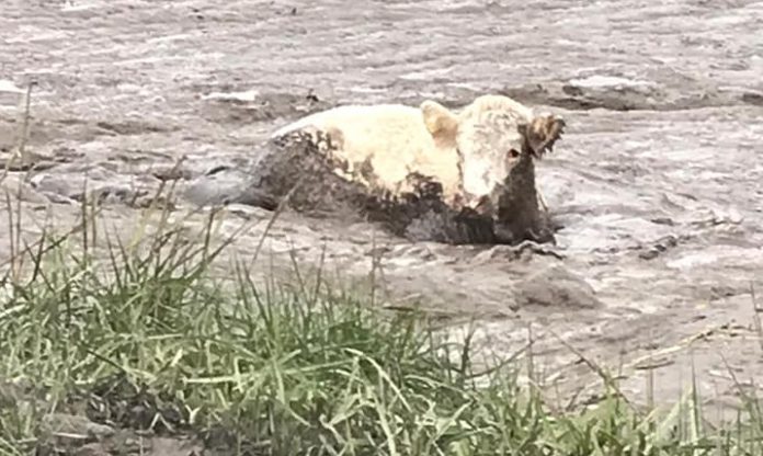 Burnham-On-Sea cow rescue