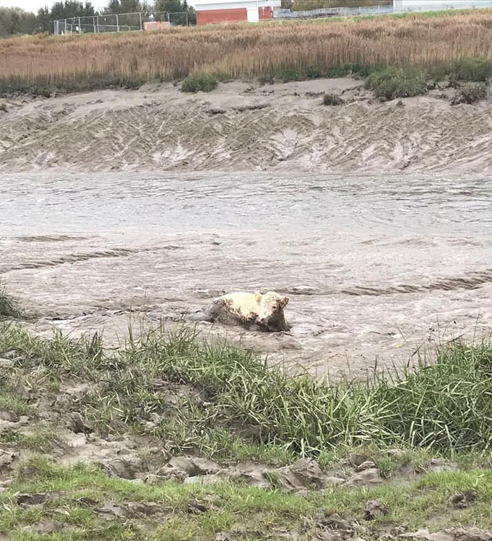 Burnham-On-Sea cow rescue