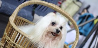 dog show