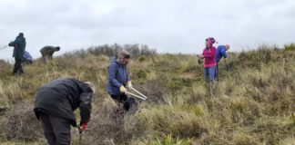 Berrow dunes buckthorn clearance